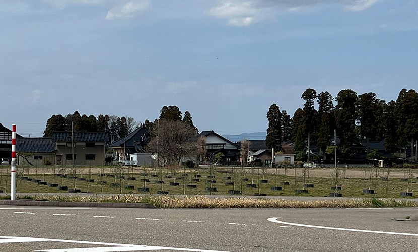 砺波市。オリーブハウス。オリーブの木。