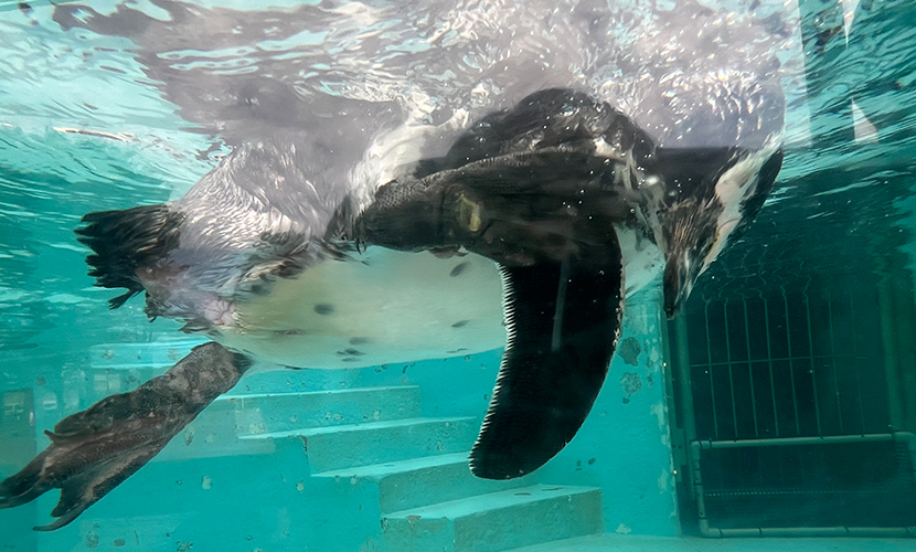 魚津市にある水族館。日本最古。ペンギン。