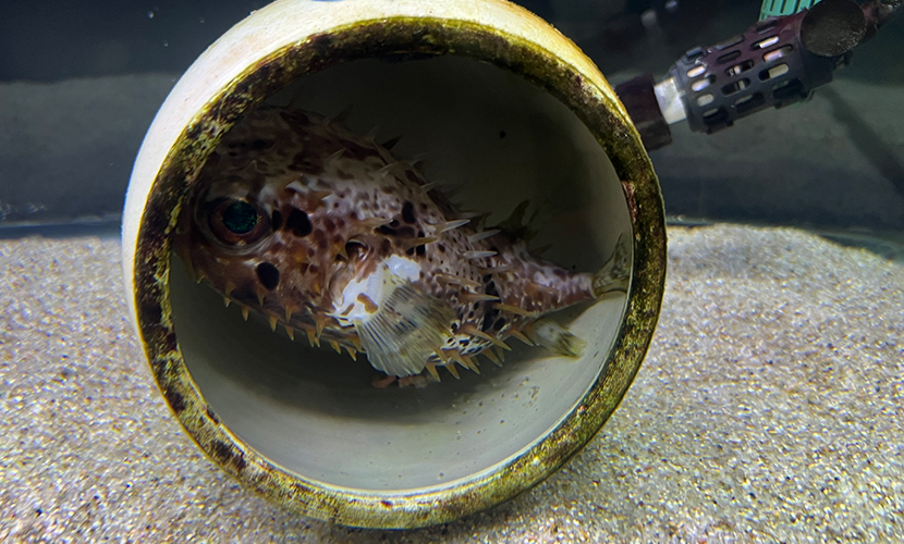 魚津市にある水族館。日本最古。ハリセンボン。