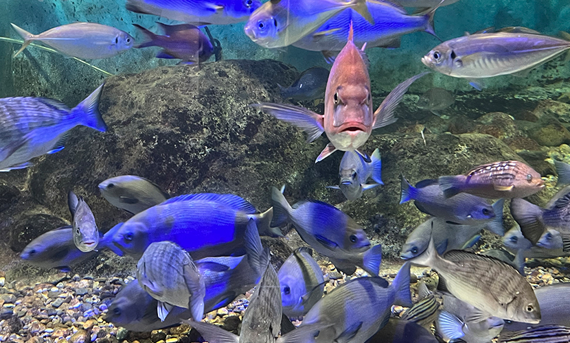 魚津市にある水族館。日本最古。魚たち。