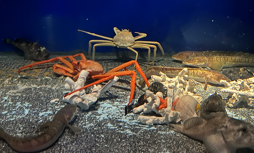 魚津市にある水族館。日本最古。魚。カニ。