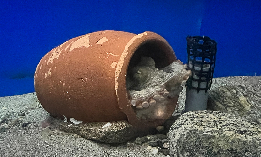 魚津市にある水族館。日本最古。タコ。