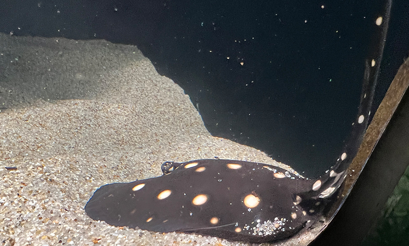 魚津市にある水族館。日本最古。ポルカドットスティングレイ。